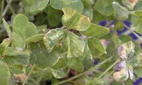 Image result for Alfalfa mosaic virus