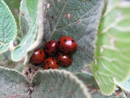 Laisseraller , neighbor posted tue, may 14, 2013 at 11:32 p m pt How To Attract Ladybugs In The Garden Ecovillage Europe