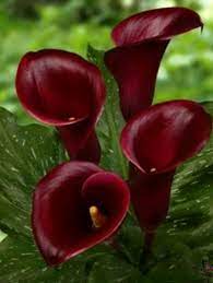 Pin By Varsha Akre On Flowers And Plants Calla Lily Flowers Lily Flower Calla Lily