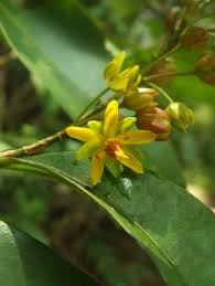 Image result for Gomphia