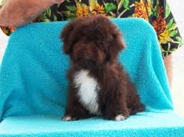 Check spelling or type a new query. 9 Chocolate Havanese Ideas Havanese Havanese Puppies Havanese Dogs