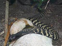 Ringhalskobra, ringhals|otter, hemachatus haemachatus, bis 1,2 m lange giftnatter in trockenen gebieten. Www Zootierliste De