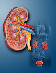 Human Kidney On Behance Human Kidney Kidney Medical Marketing