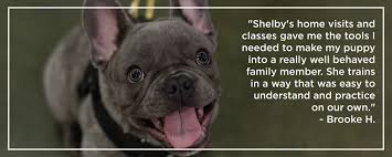 Check spelling or type a new query. Shelby Semel Dog Training