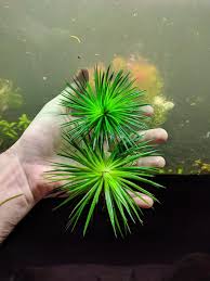 Image result for Eriocaulon