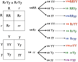 Both parents are heterozygous, and one allele for each trait exhibits complete dominance*. Punnett Square Wikiwand