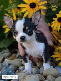 Search for rescue dogs for adoption. Chihuahua Puppies For Sale In Ohio Petswall