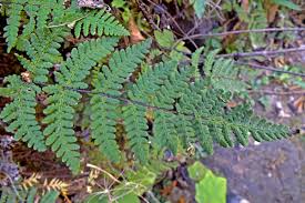 Image result for Adiantaceae