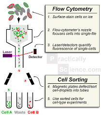 This Shows The General Scheme Of Flow Cytometry Flow