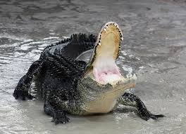 Protection under the endangered species act allowed the species to recuperate in many areas where it had been depleted. Two Year Old Boy Dragged Into Water By Alligator At Disney Resort In Orlando Shareable Syracuse Journal Democrat Syracuse Ne Syracuse Ne