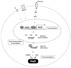 But once you install it and put up a photo profile you'll quickly find there isn't a great deal you can do other than wait and hope that paying members will contact you. Biology Free Full Text Rna Binding Protein Hud As A Versatile Factor In Neuronal And Non Neuronal Systems Html