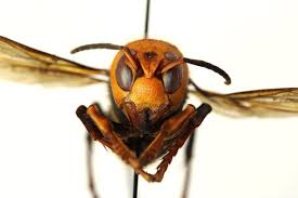 Search the world's information, including webpages, images, videos and more. What Is A Murder Hornet Smart News Smithsonian Magazine