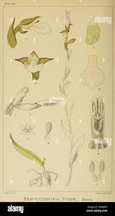 Image result for Brachycorythis pleistophylla