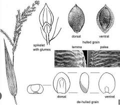 Image result for Urochloa oligobrachiata