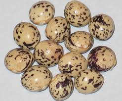 Bird Eggs For Sale Image Of Seneca Bird Egg Beans Bird Eggs Beans Bean Varieties