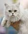 Chantilly-Tiffany Cat Info, Personality, Kittens, Diet ...
