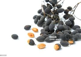 Image result for Dialium