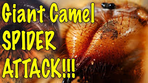 The first pair of legs or pedipalpi are held up in front of them and used in a similar manner to the antennae of insects. Camel Spider Scream Archives Mojave Mysteries