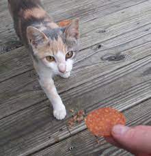 Low glycemic formula helps prevent obesity. Tlc Pet Food Reddit The Y Guide
