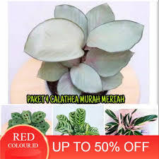 1,445 likes · 615 talking about this. Tanaman Hias Hidup Paket 4 Calathea Murah Berbagai Macam Shopee Indonesia