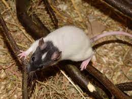 The first visit usually includes a thorough inspection. Rat Exterminator Cost Guide For 2019 Elocal