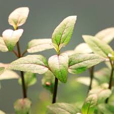 Image result for Acmella