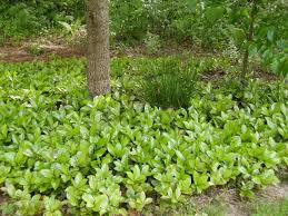 Ground oregano for sale in bulk from spice jungle. Cover Your Ground With Plants Part 2 East Texas Gardening