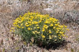 Image result for Aristida canescens