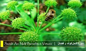 Gusbaha, gus baha, jalalain, an nahl. Benefits And Virtues Of Surah 16 An Nahl Ø¨Ø³Ù… Ø§Ù„Ù„Ù‡ Ø§Ù„Ø±Ø­Ù…Ù† Ø§Ù„Ø±Ø­ÙŠÙ…