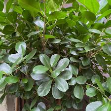 Image result for Ficus demeusei