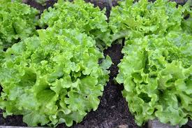 When harvesting the iceberg lettuce head, remove. 15 Best Ways How To Harvest Lettuce So It Keeps Growing