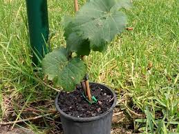 Find your perfect vintage planters. Plantation De La Vigne