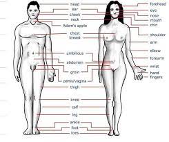 ] body parts such as legs, arms, hands, feet, and others can be replaced. All Parts Name Man And Women Body Steemkr