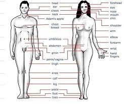 Vocabulary parts of body with pictureseasily learn the name of body parts with this video. All Parts Name Man And Women Body Steemkr