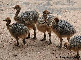 Baby Ostrich Baby Animals Ostriches Baby Ostrich Baby Grooming