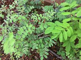 Image result for Indigofera sordida