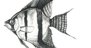 Black And White Koi Angelfish Angel Fish Drawing Clipart Freshwater Angelfish Drawing Fish Drawings Fish Illustration Fish Art