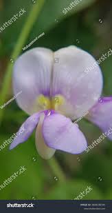 Image result for Vigna vexillata