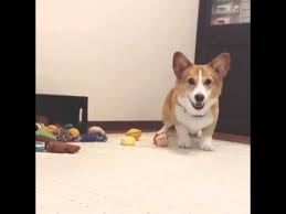 Buy dancing corgi mini figure at corgimme. Tap Dancing Corgi Alfuku Youtube
