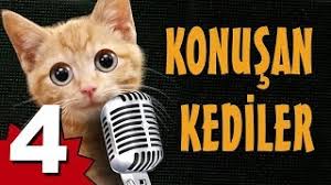 Konusan Kediler 4 En Komik Kedi Videolari Youtube