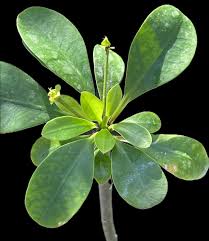 Image result for Euphorbia eylesii