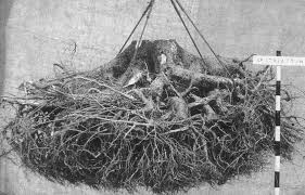 Deep Root System Of Lodgepole Pine Pinus Contorta On A Deep Peat Download Scientific Diagram