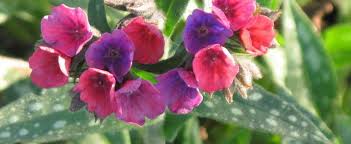 That is why we can deliver them cheaply and the cuttings are always fresh and of good quality. Pulmonaria Bethlehem Sage Jerusalem Sage Lungwort Pulmonaria Raspberry Splash