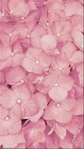 Pretty Pink Flowers Flower Background Iphone Pink Flowers Flower Wallpaper