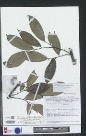 Image result for Annickia