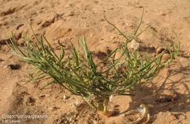 Image result for Lophiocarpus polystachyus