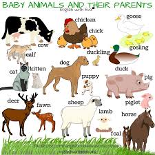 90 Names Of Baby Animals And Their Parents Myenglishteacher Eu Blog