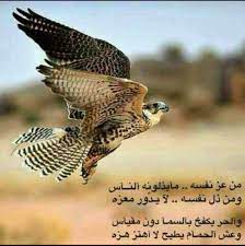 بيت شعر في مدح الصقر