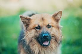 Weitere ideen zu hunde, cesar milan, cesar millan. Caesar Ca 5 Jahre Ein Herz Fur Streuner