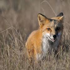 Black And Orange Fox Animal Orange And Black Fox Fox Baby Fox Cute Fox